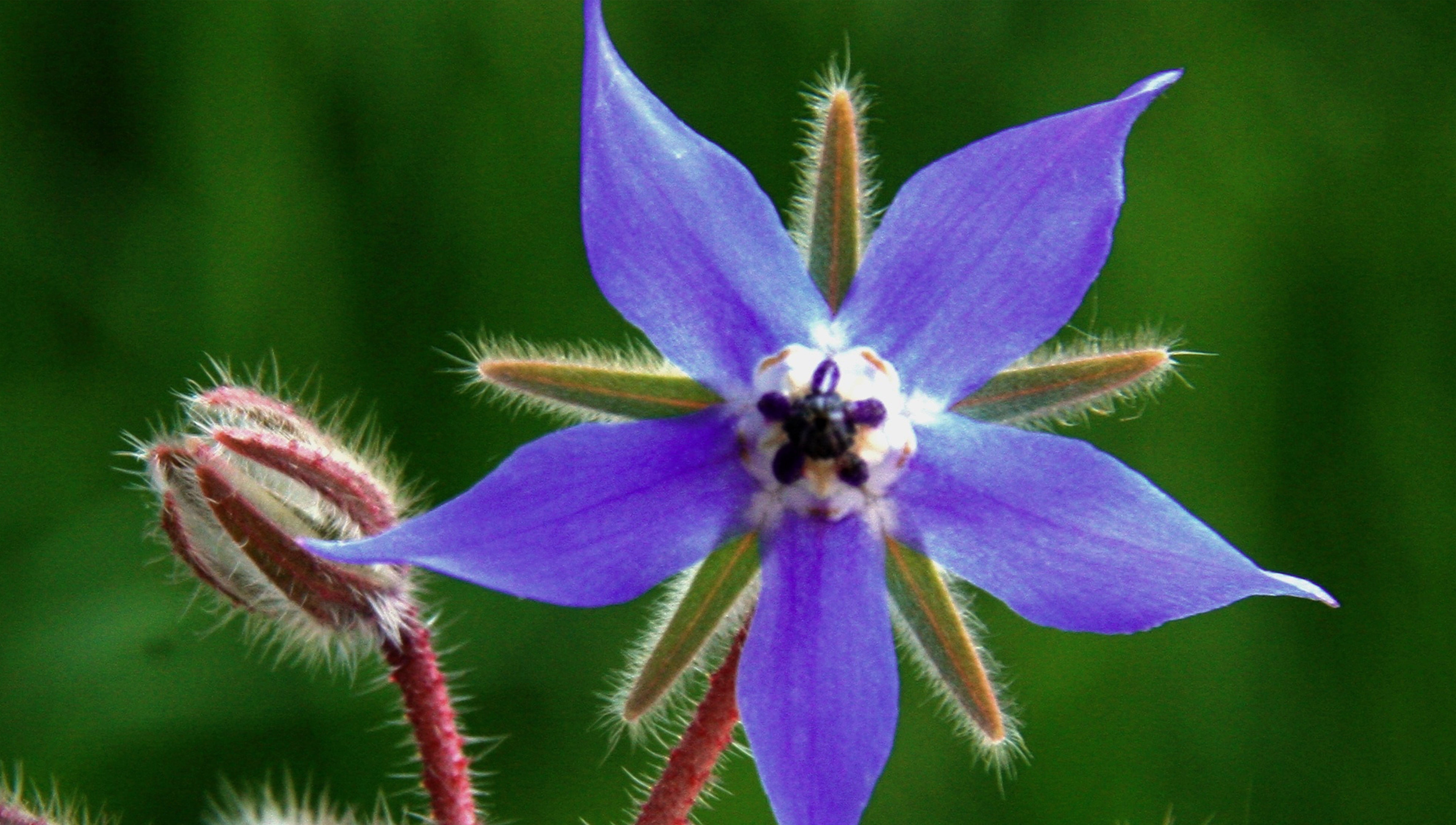 Introducing Borage in your Hair Care Regime