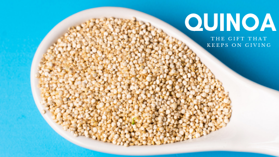 Quinoa is key for Paraben Free Vibrant Shiny and Nourished Hair