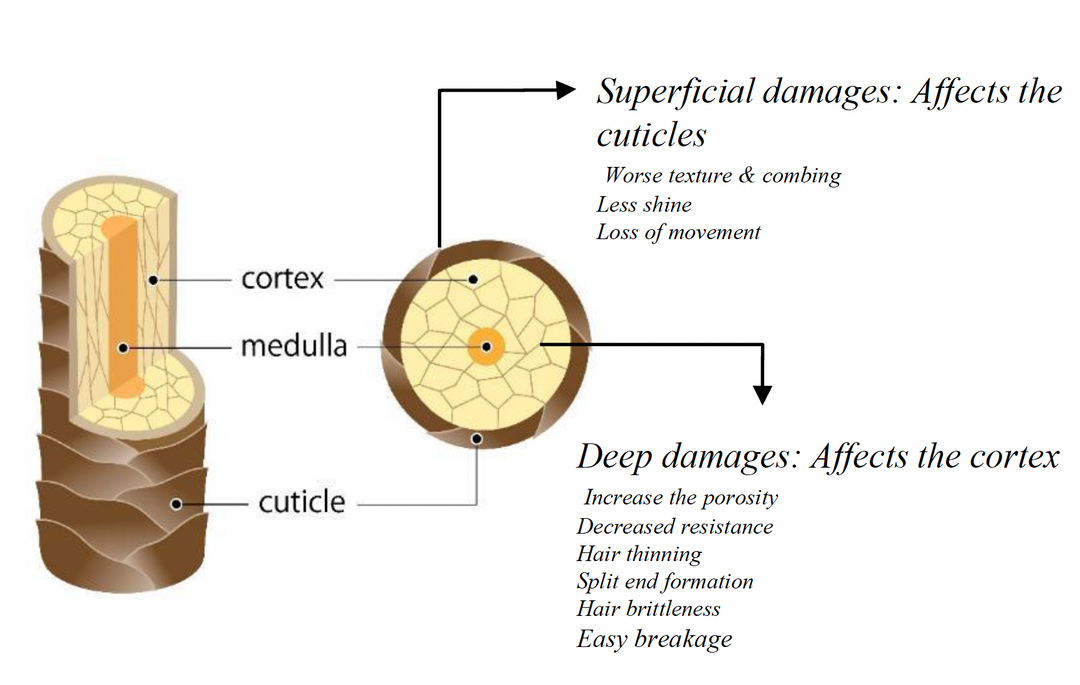 Hair Damage : Thermal damage and its consequences