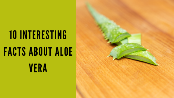 10 Interesting Facts about Aloe Vera